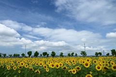 夏空とひまわり