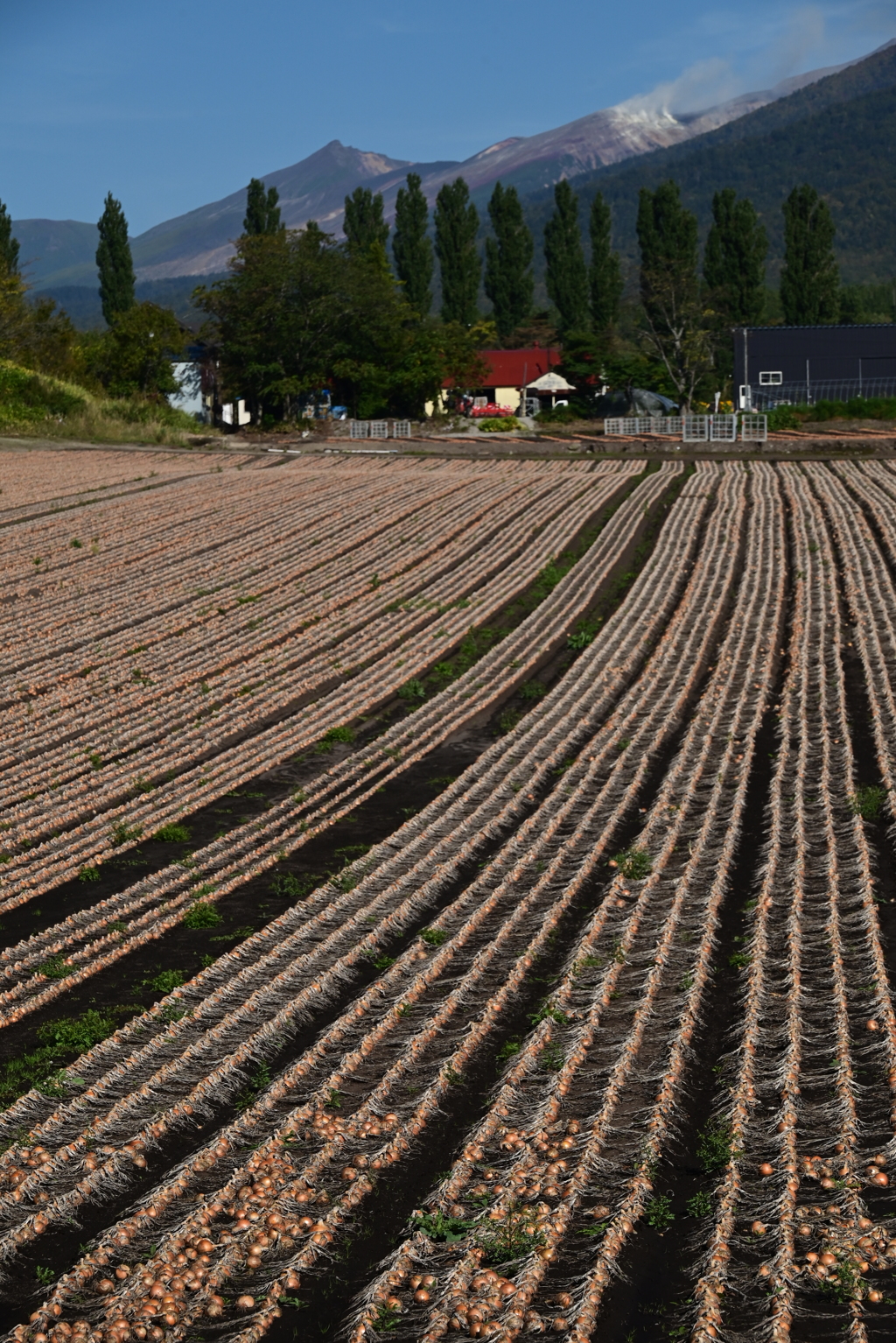 十勝岳と玉ねぎ畑　