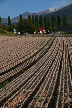 十勝岳と玉ねぎ畑　