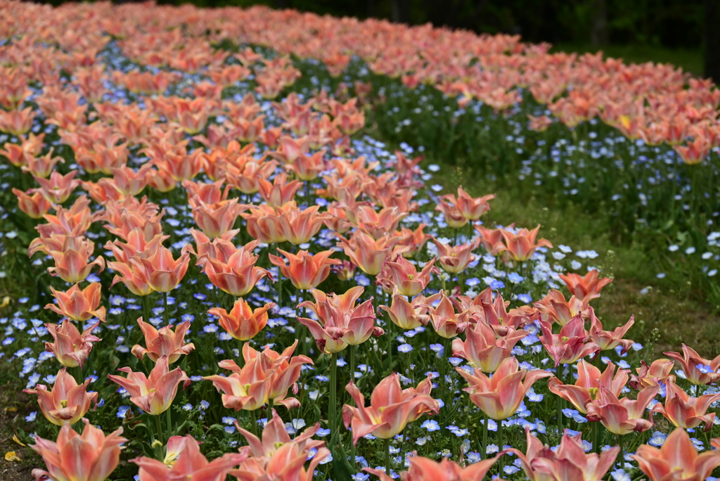 チューリップの行進