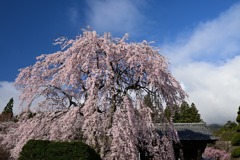 光前寺の桜