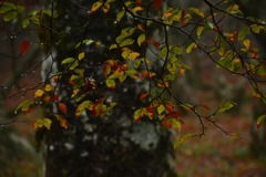 大台ケ原・晩秋