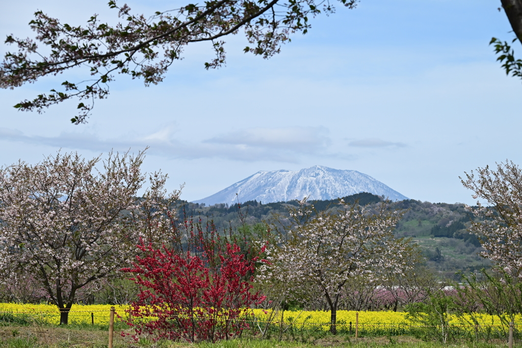 千曲川桜堤