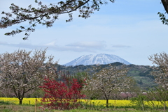 千曲川桜堤