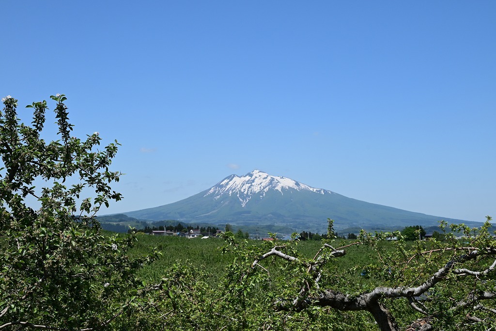 岩木山とりんごの木