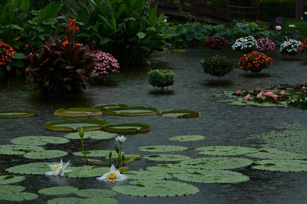 雨の植物園