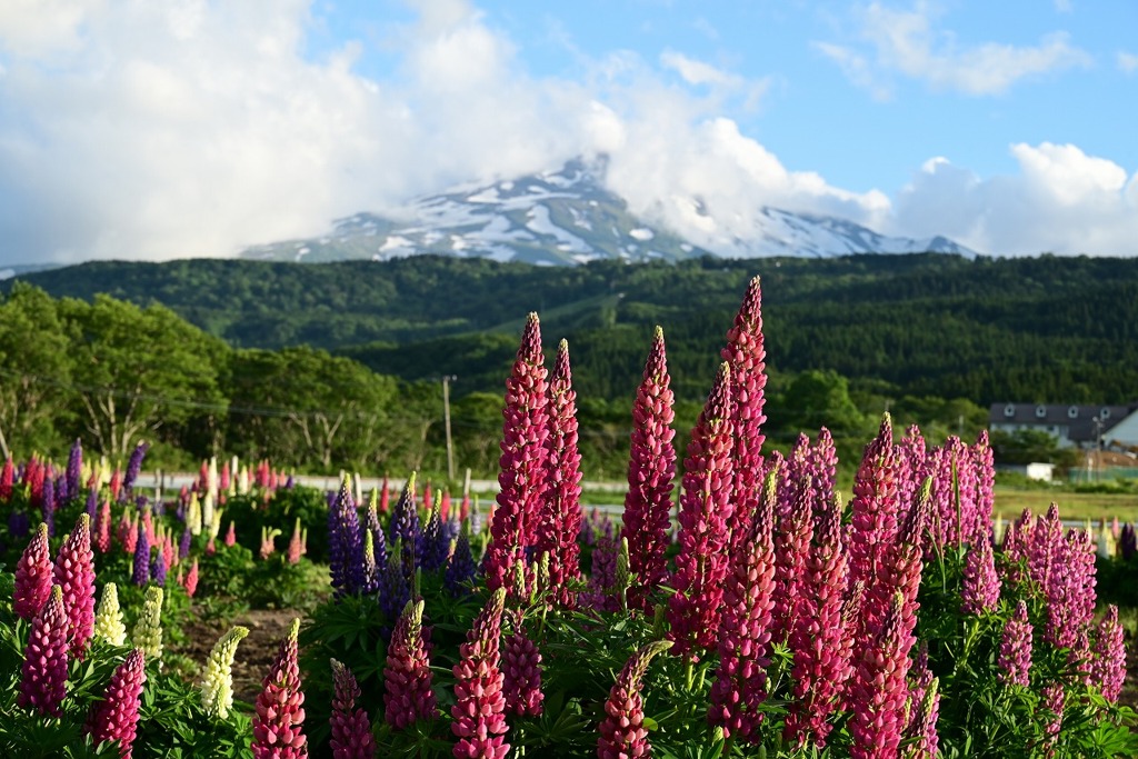 ルピナスと鳥海山