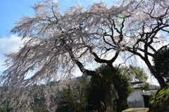 庄屋の桜