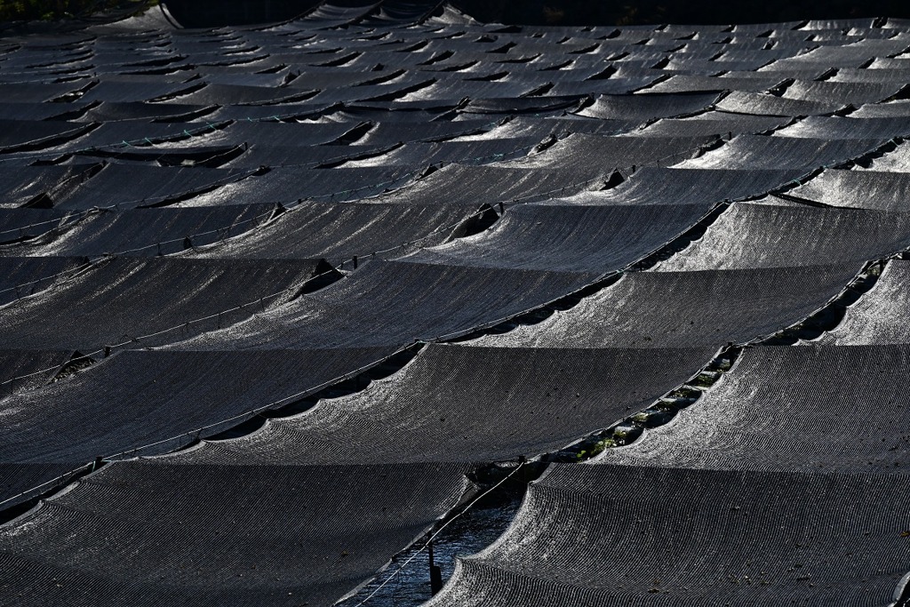 大王わさび農場