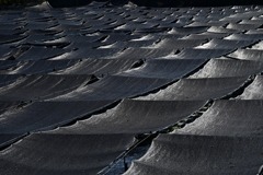 大王わさび農場