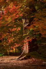 紅葉をまとう