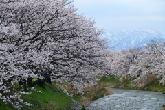 舟川べり桜並木