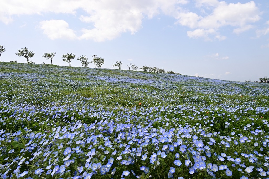 まいしまシーサイドパーク