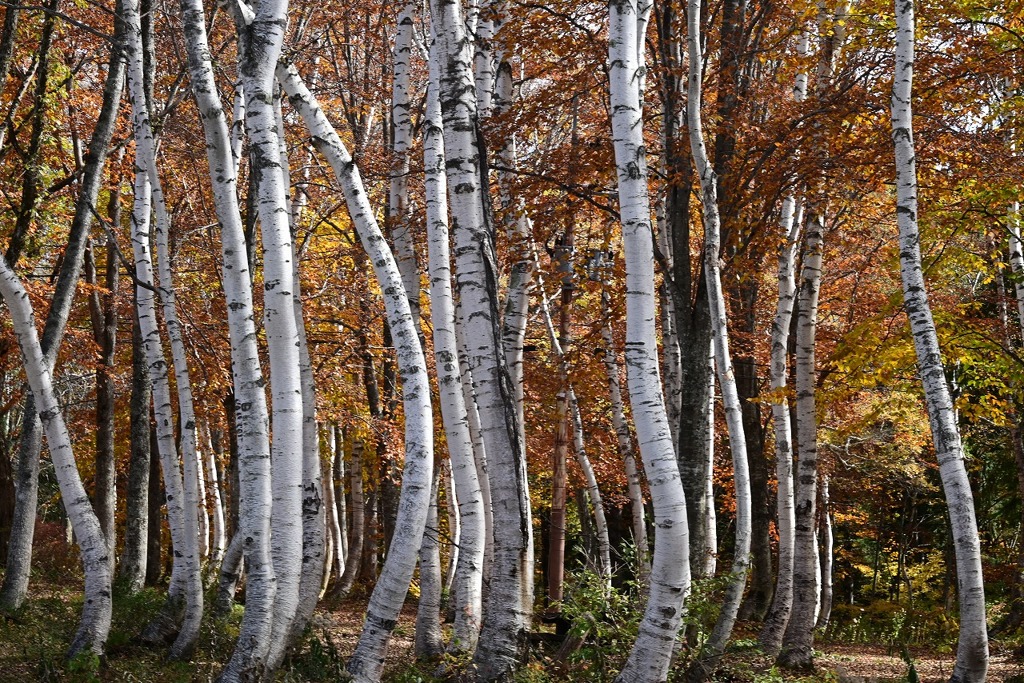 紅葉と白樺林