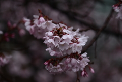 雨の中に咲く