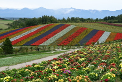 2-十勝岳と花畑