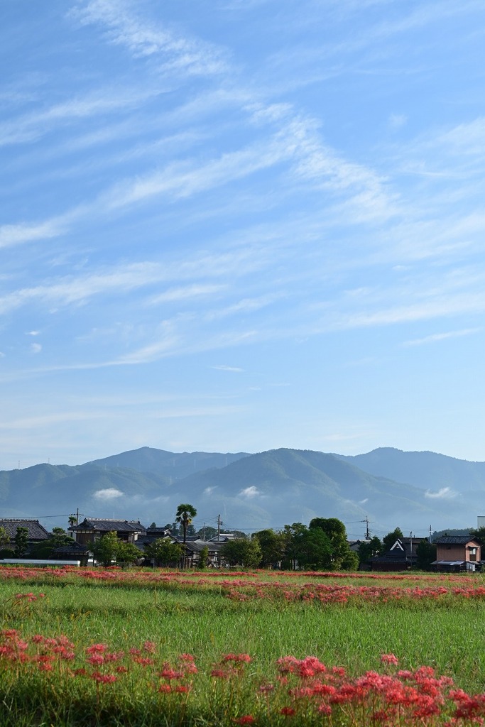 里の彼岸花