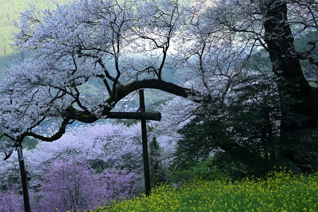 2-ひょうたん桜