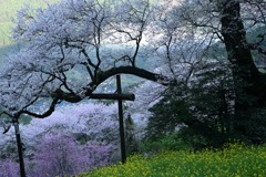2-ひょうたん桜