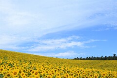 青空とひまわり畑