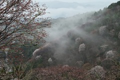 吉野山・下千本-3
