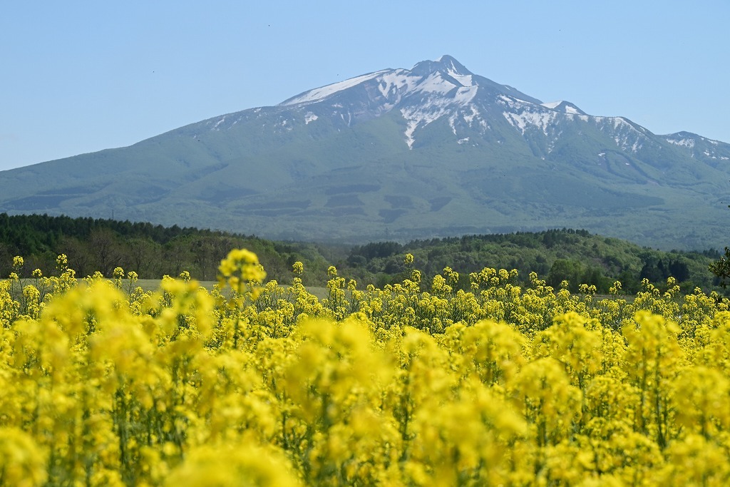 鯵ヶ沢の菜の花畑