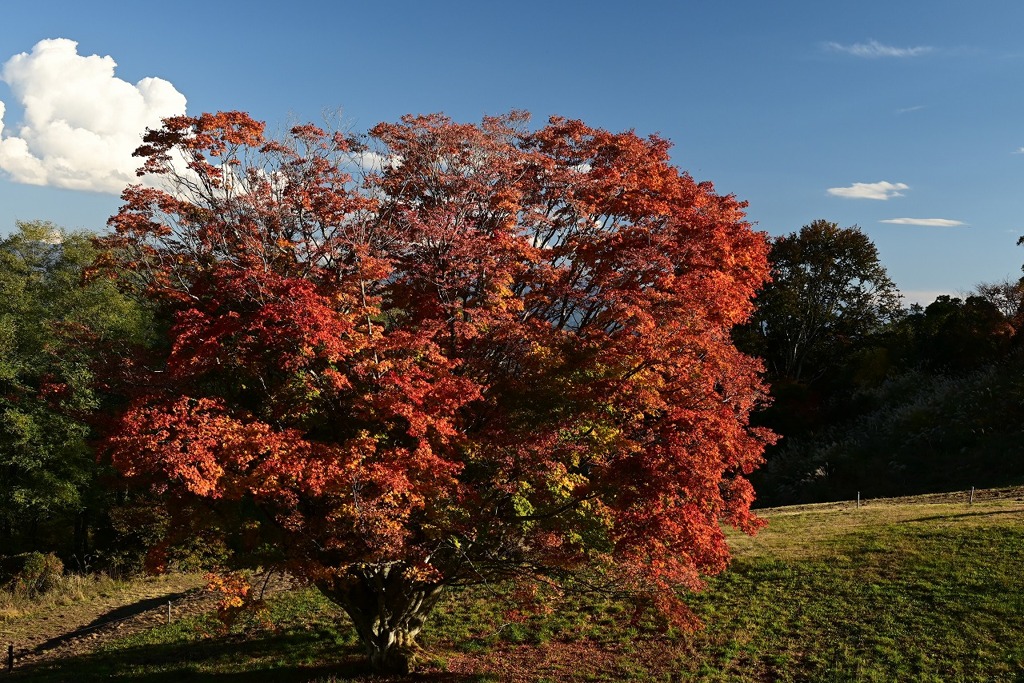 池田町大カエデ