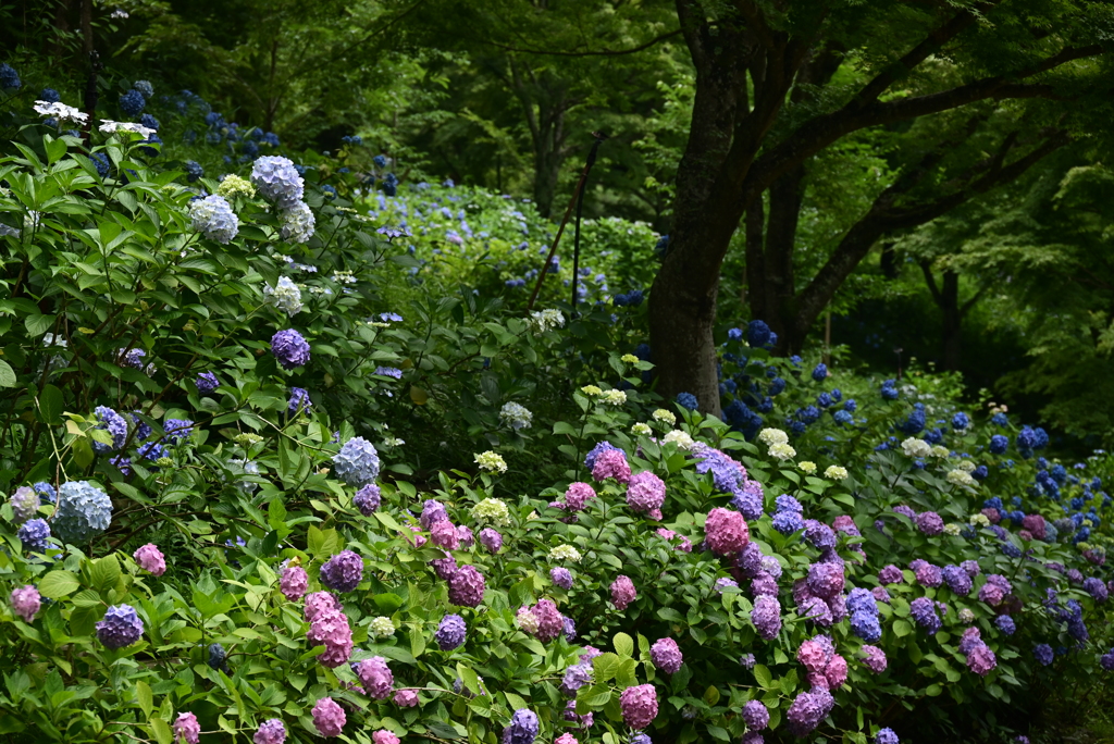 紫陽花ロード