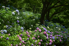 紫陽花ロード