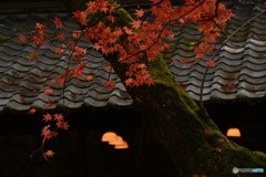 紅葉と灯