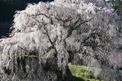 1-又兵衛桜