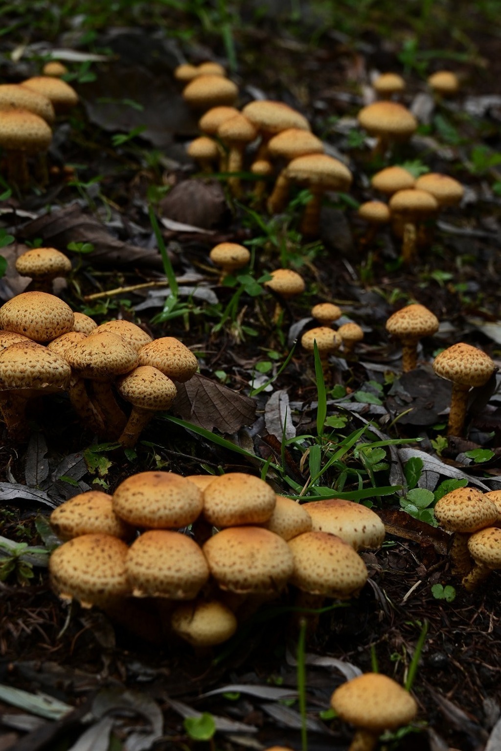 きのこがいっぱい