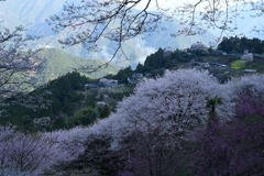 山あいの桜