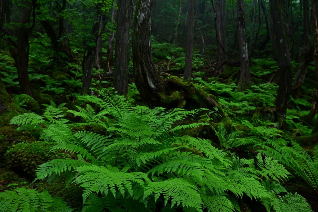シダの森