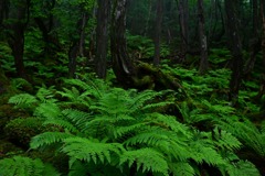 シダの森