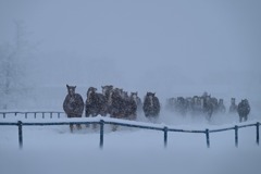十勝牧場馬追い