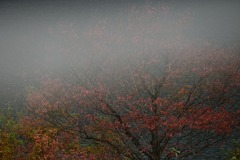 霞む紅葉
