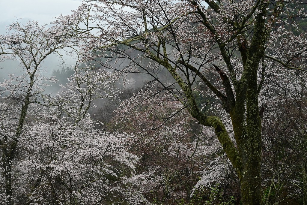 吉野山・下千本-2