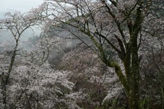 吉野山・下千本-2