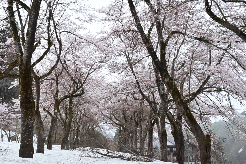 残雪と桜