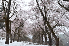 残雪と桜