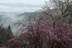 吉野山・下千本-4