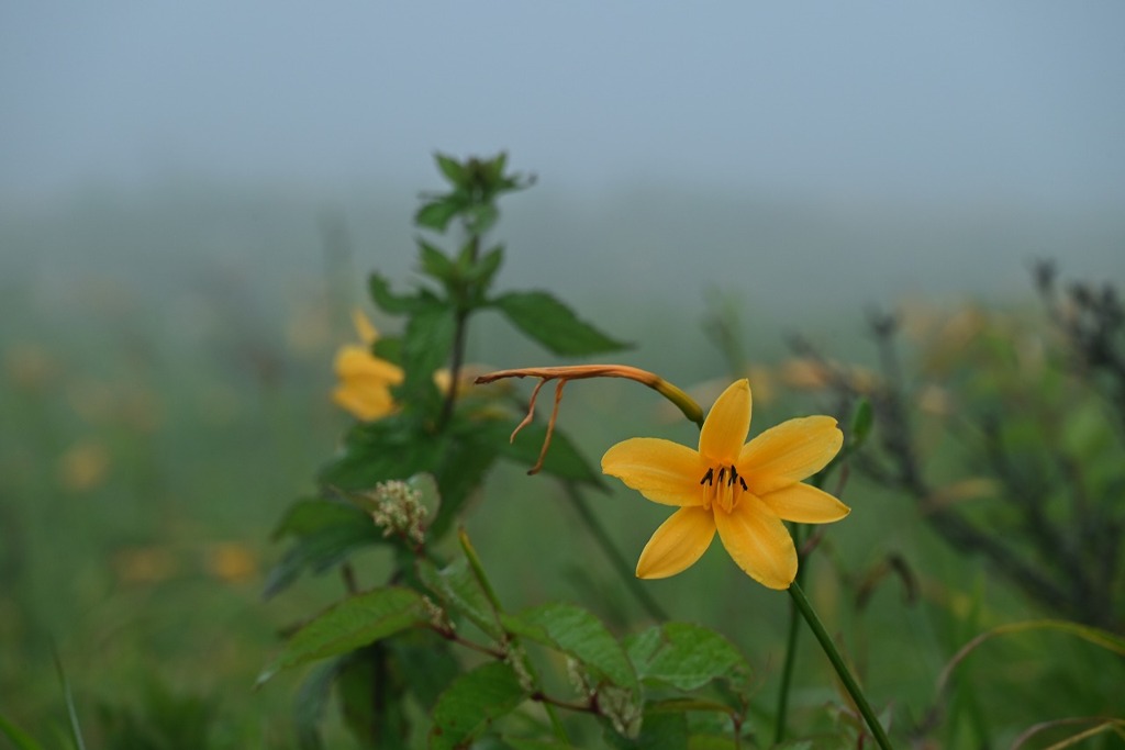 ニッコウキスゲ