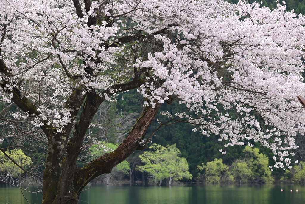 北竜湖と桜