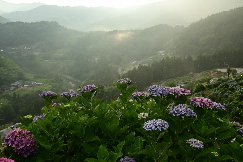 3-新宮の紫陽花