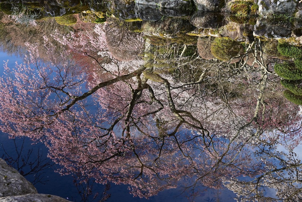 池に映る桜