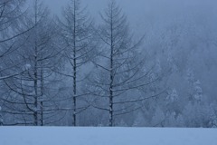 冬の樹