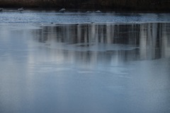 早春のウトナイ湖
