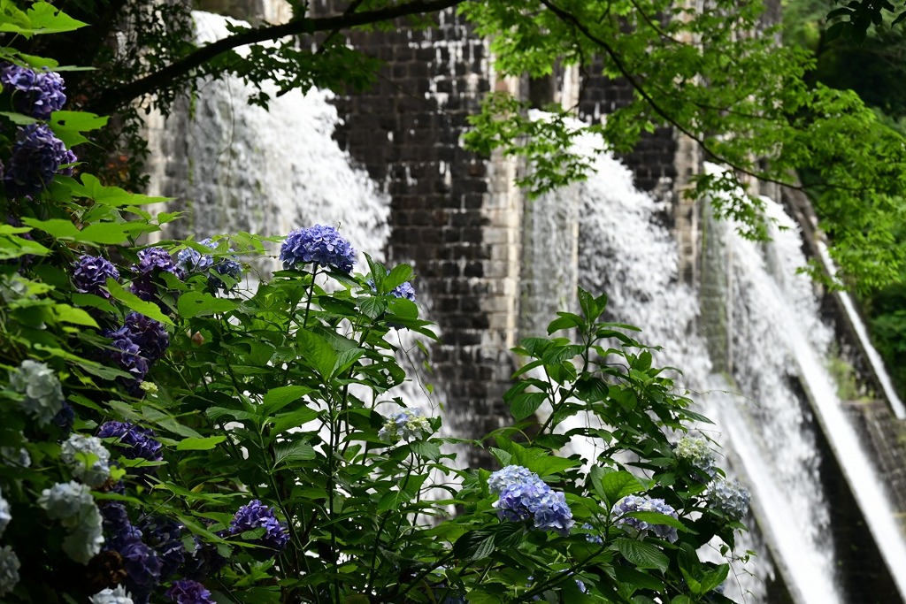 ダムと紫陽花