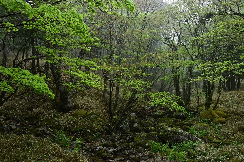 林間のオアシス